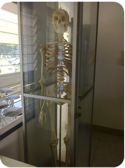 Model-skeleton.png