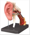 Anatomy-icon.png