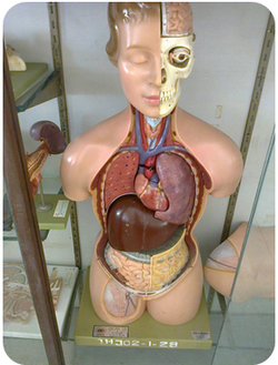 Model-internal-organs.png