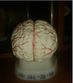 Model-brain3.png
