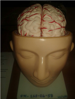 Model brain2.png